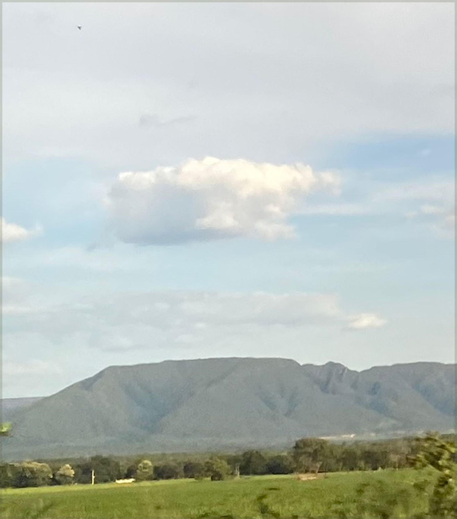 imagem da mata da região