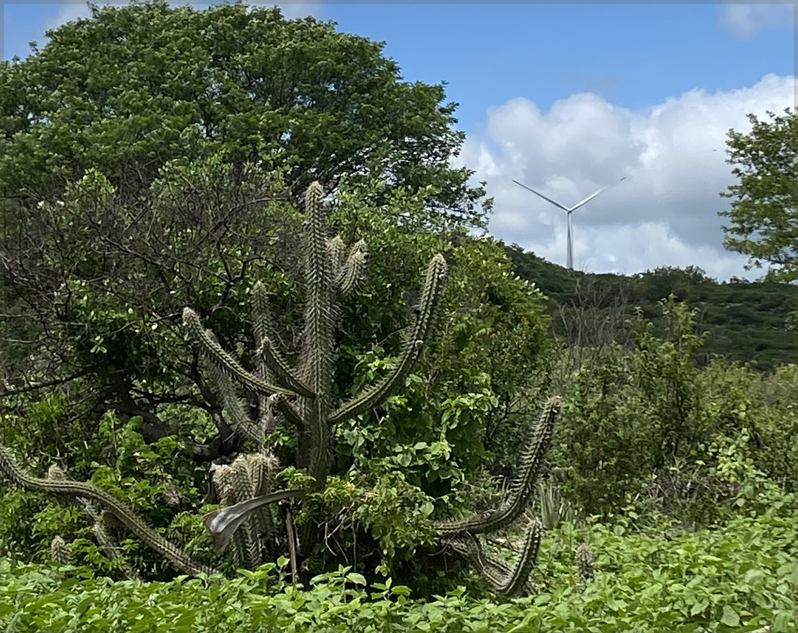 imagem da mata da região