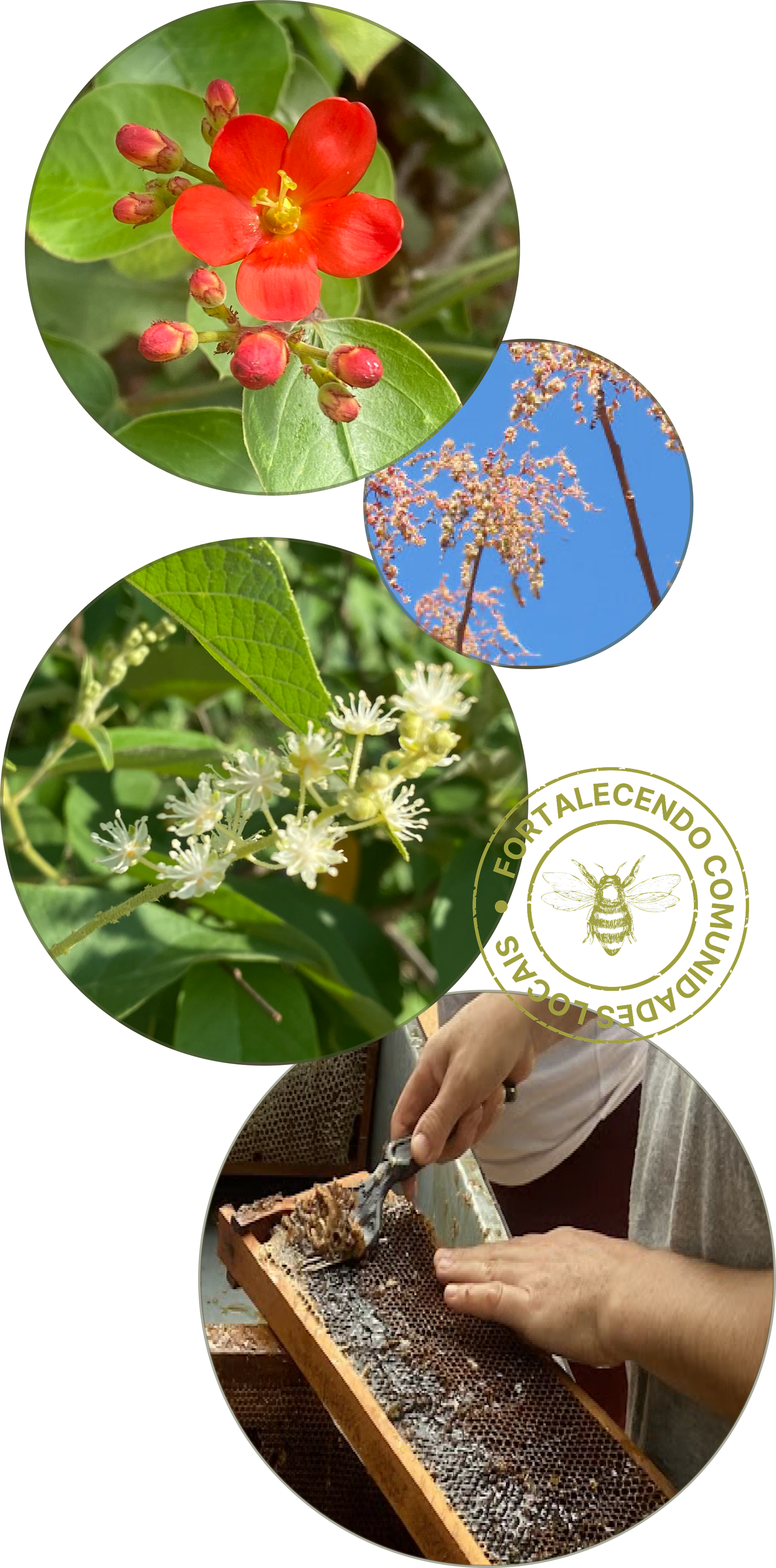 imagem da embalagem do mel bodega da serra apoiado em um tronco