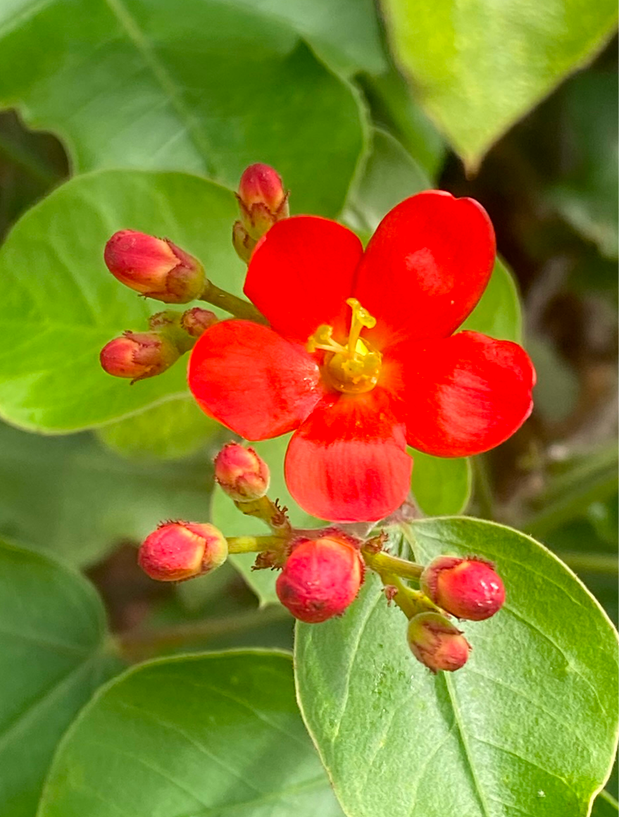 Foto de uma flor vermelha