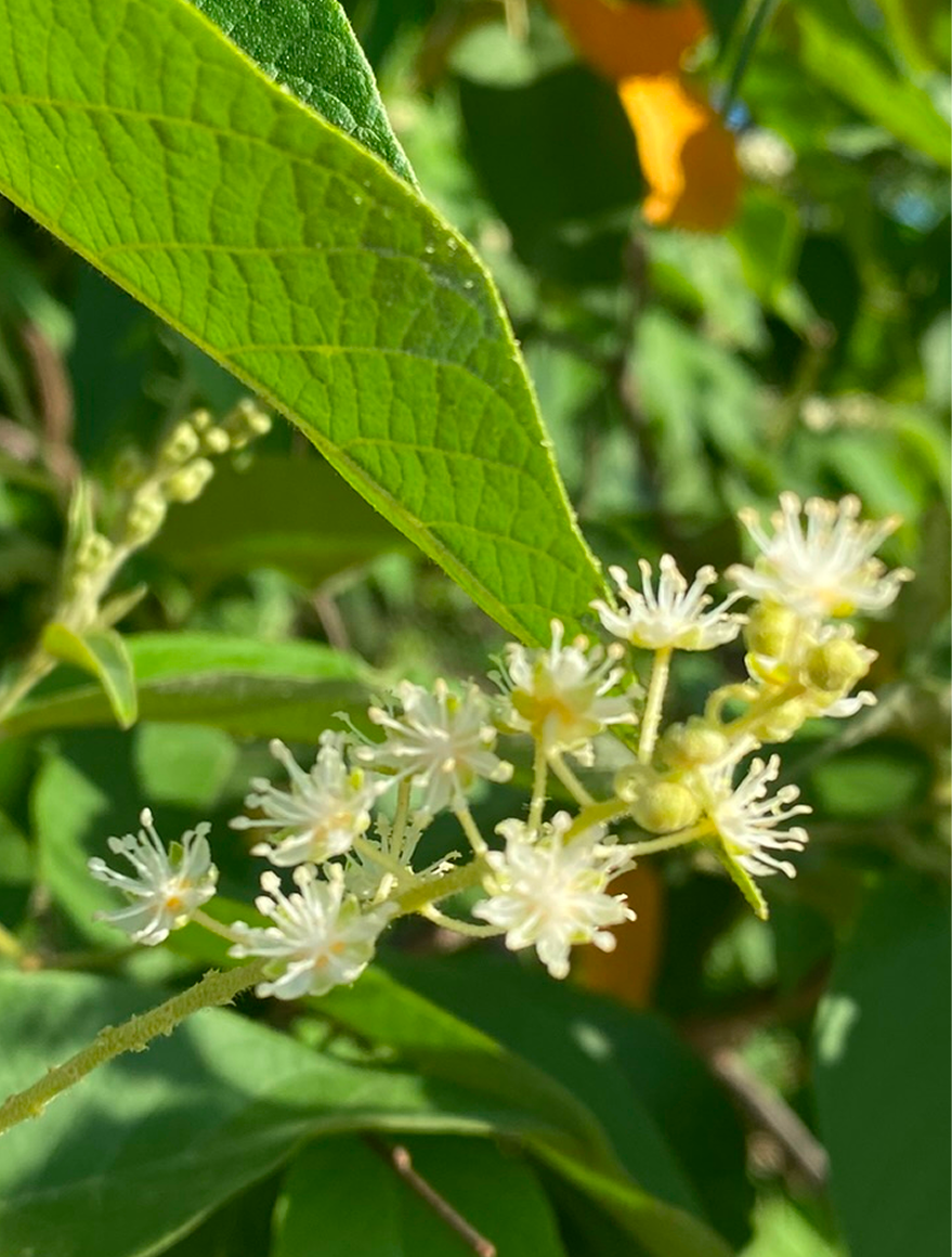 Foto de uma flor branca